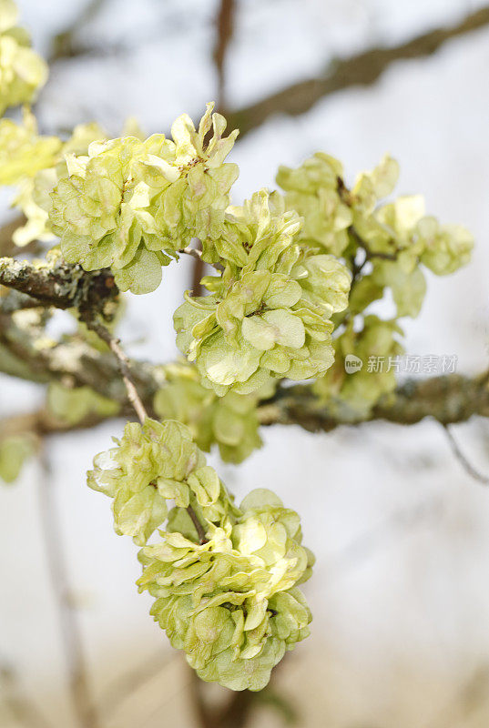 榆树(Ulmus glabra)果实